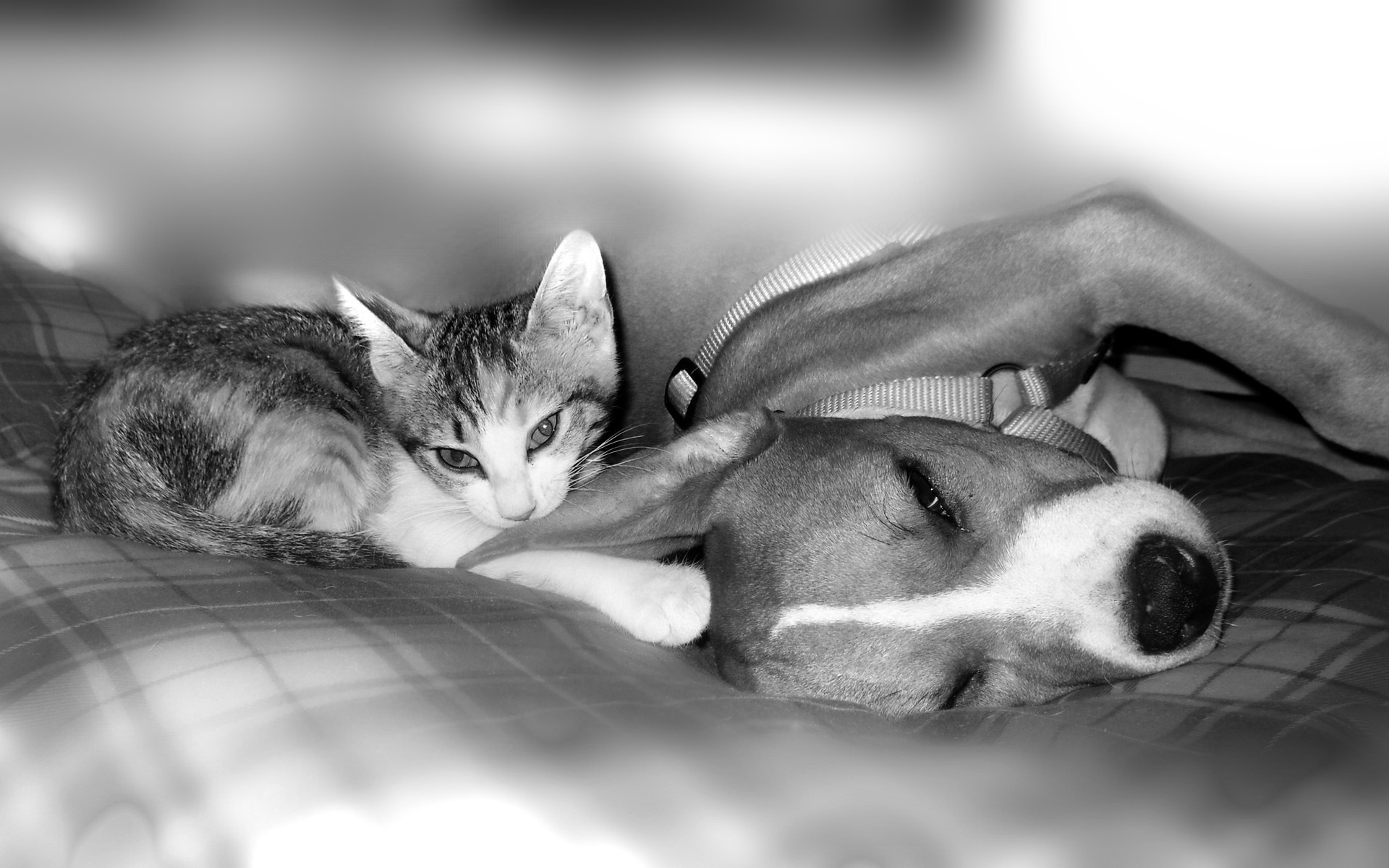 Питбуль с котенком