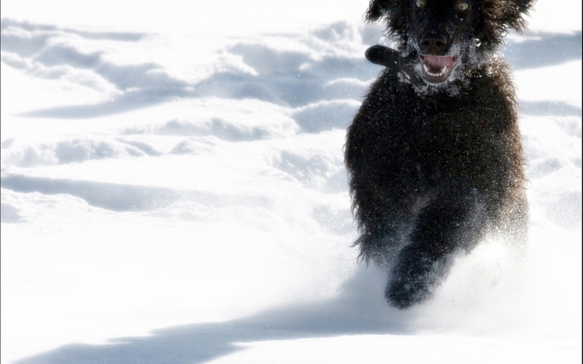 Игривый ирландский водяной спаниель