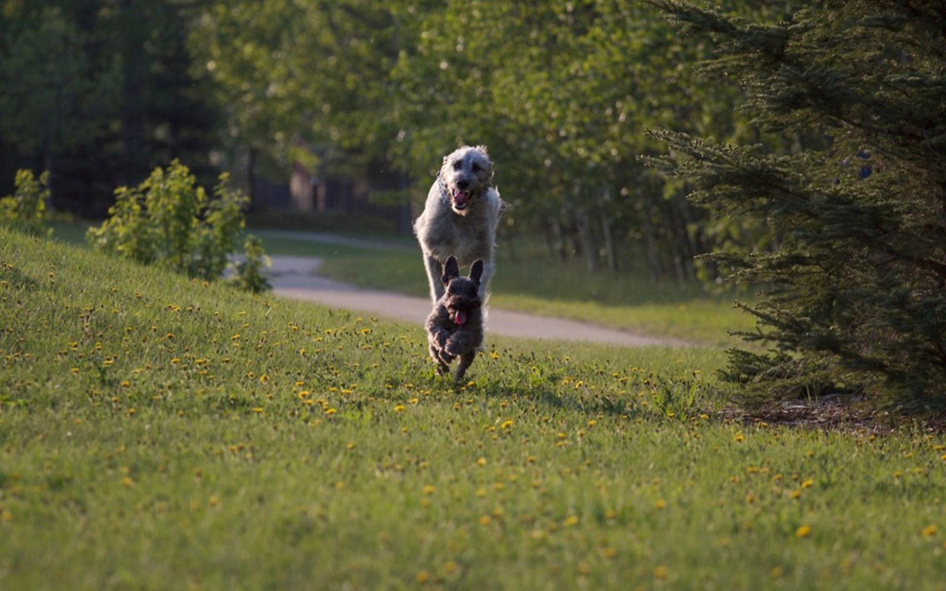 Игривый ирландский волкодав