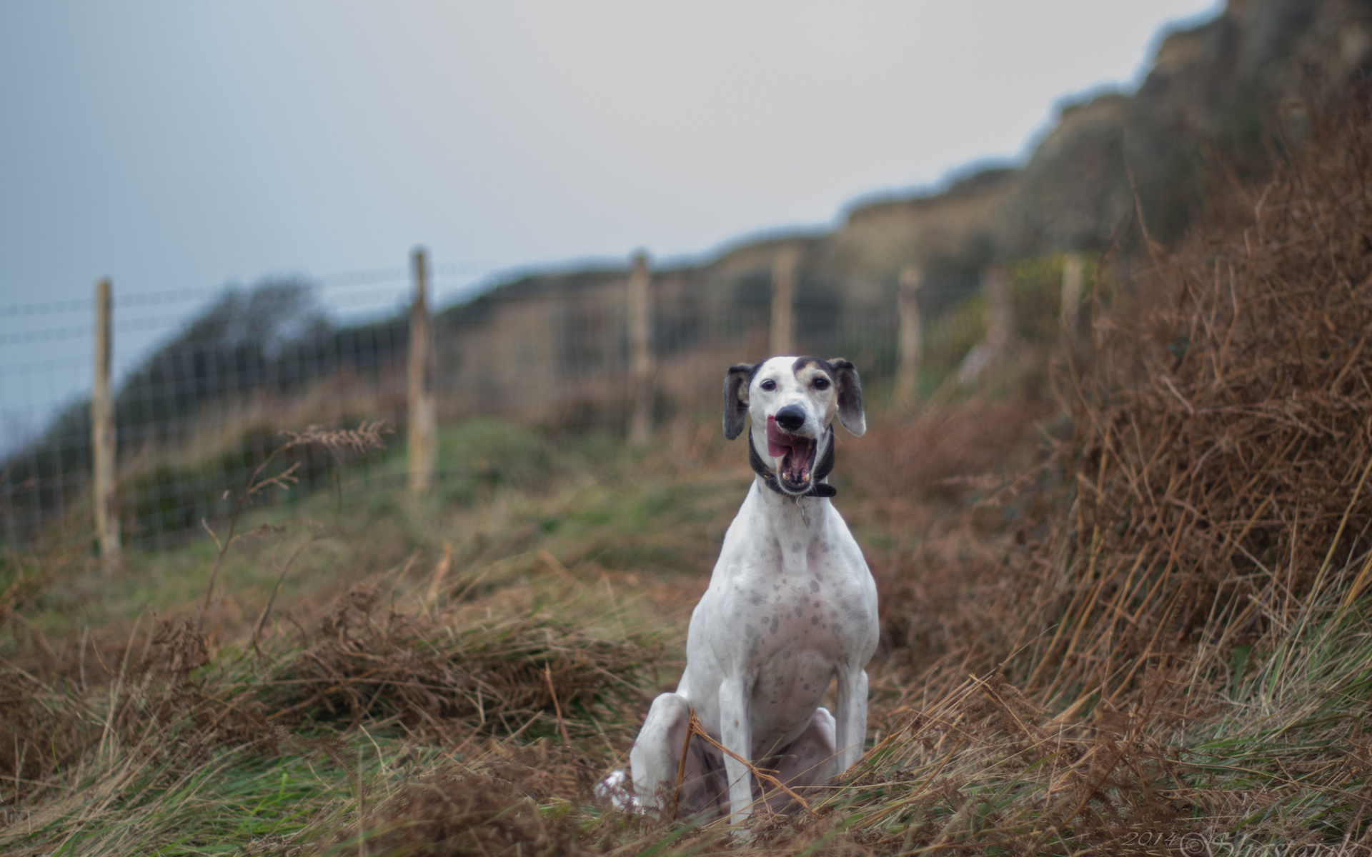 Довольный пес салюки