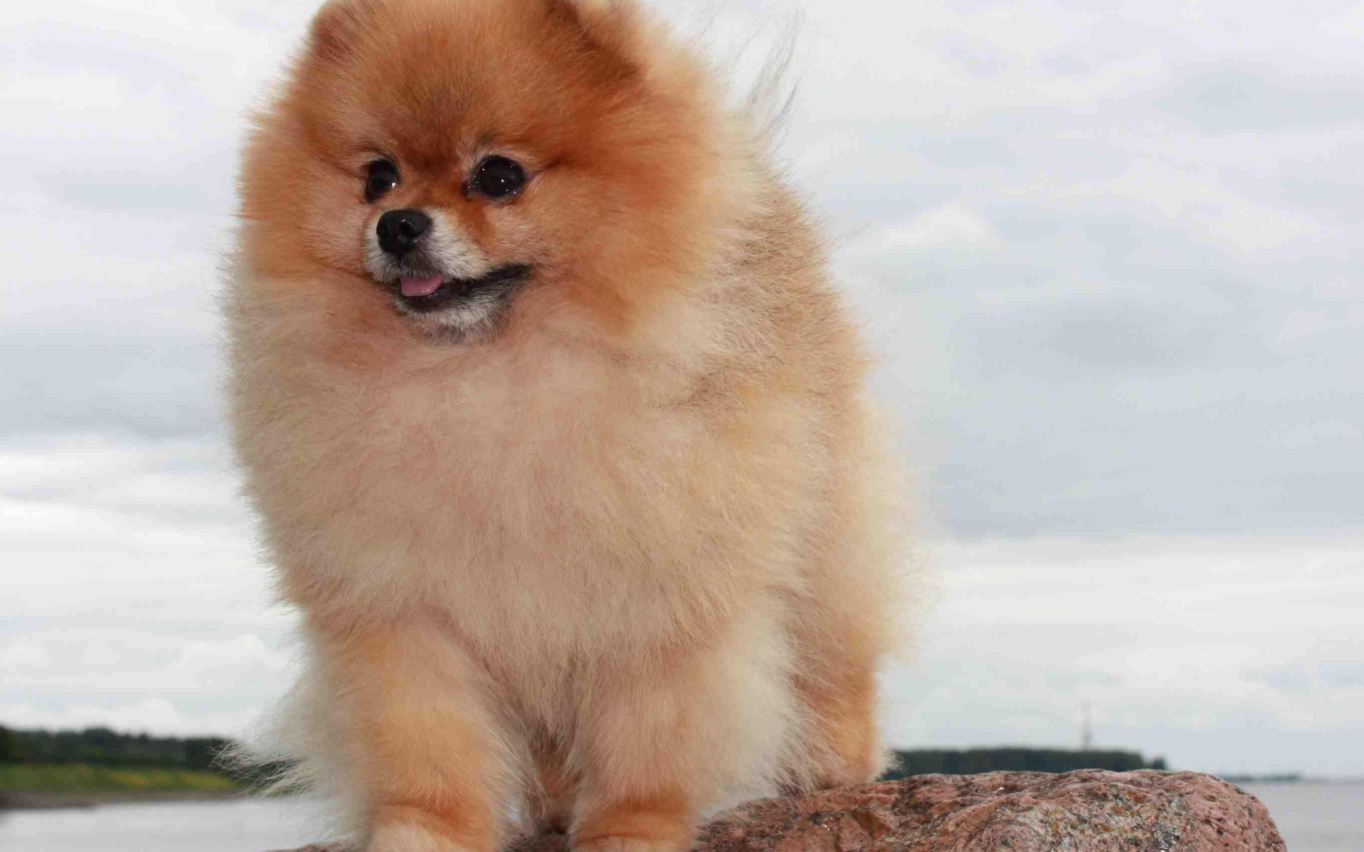 Померанский шпиц на камне