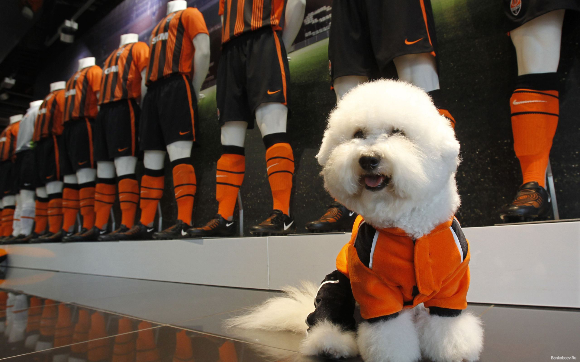 Пудель в спортивной форме