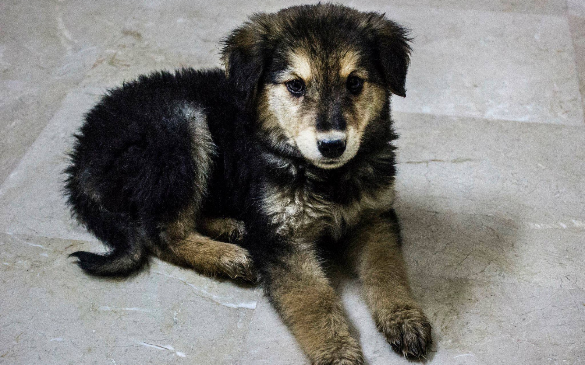 Щенок собаки муди