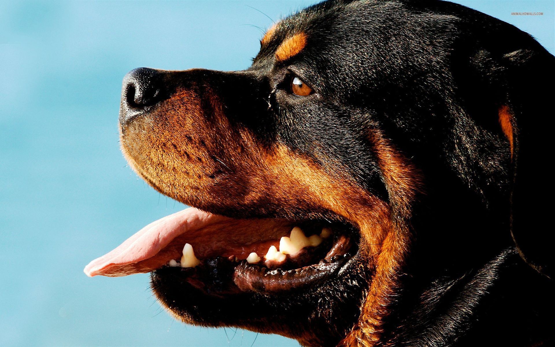 Ротвейлер на фоне неба