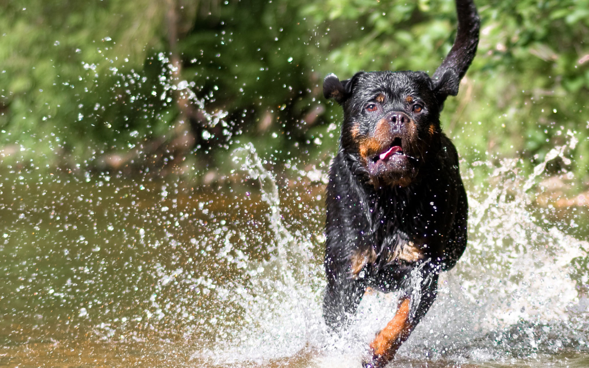 Ротвейлер бежит по воде