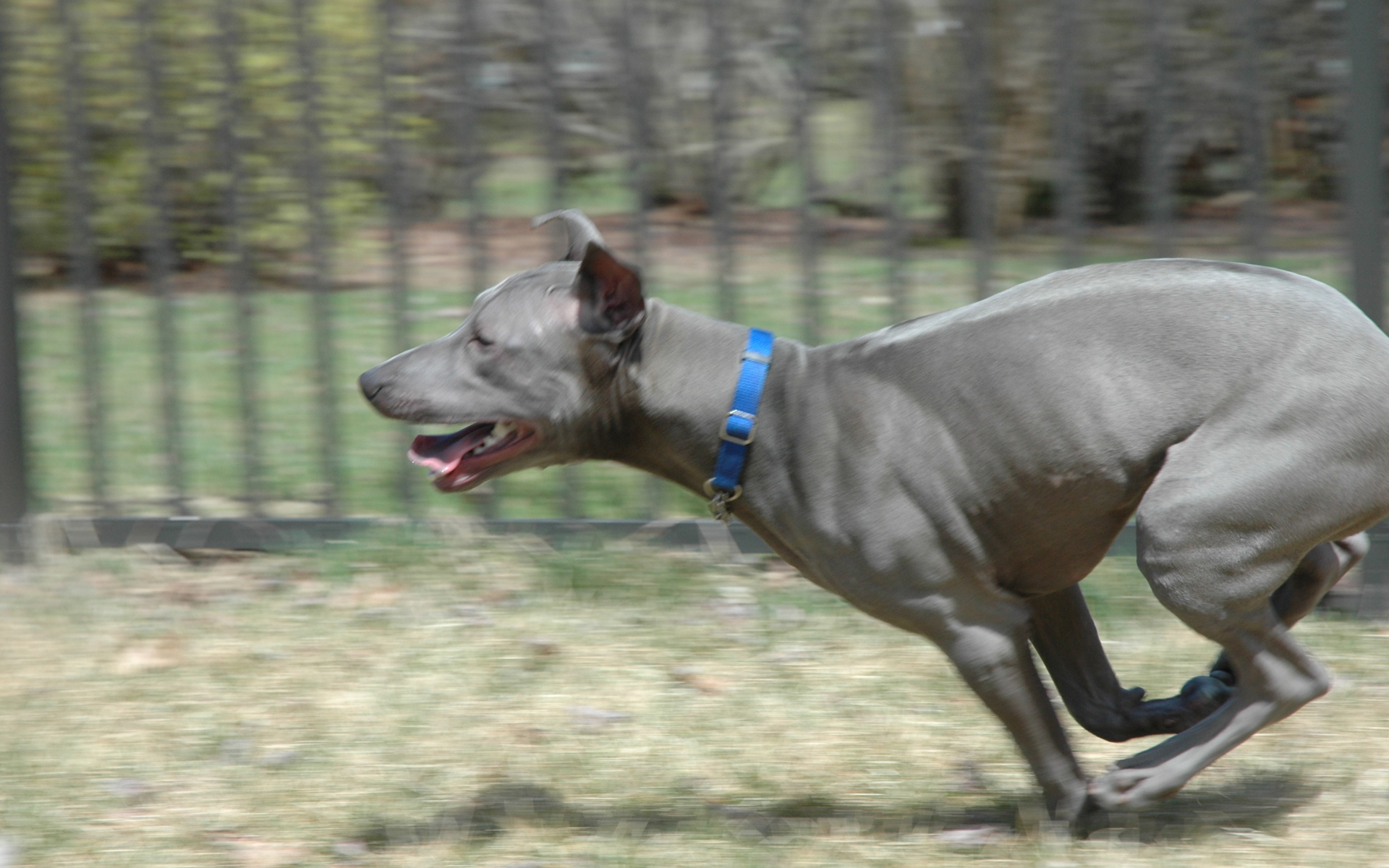 Бег тайского риджбека