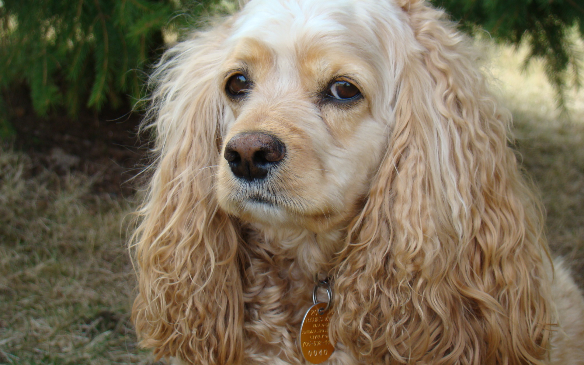 Грустный американский кокер спаниель