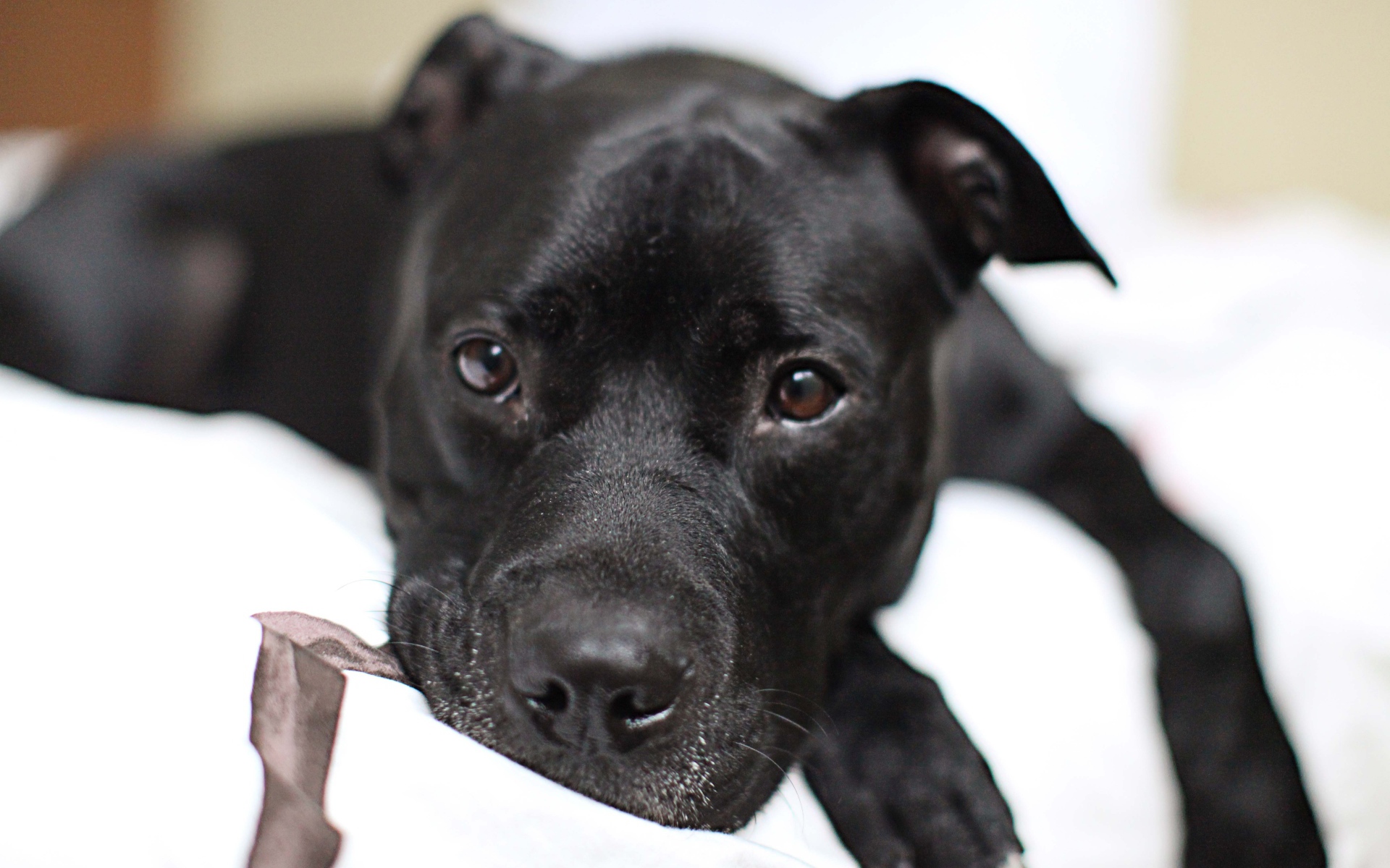 Грустный черный питбуль