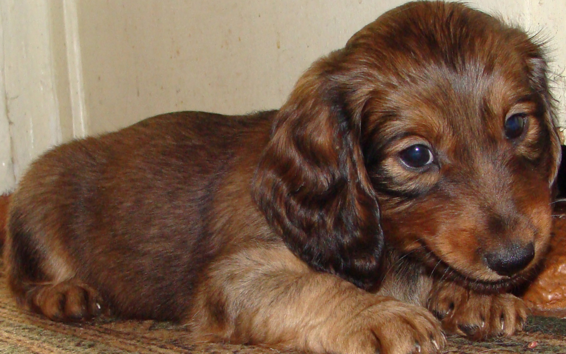 Грустный щенок таксы