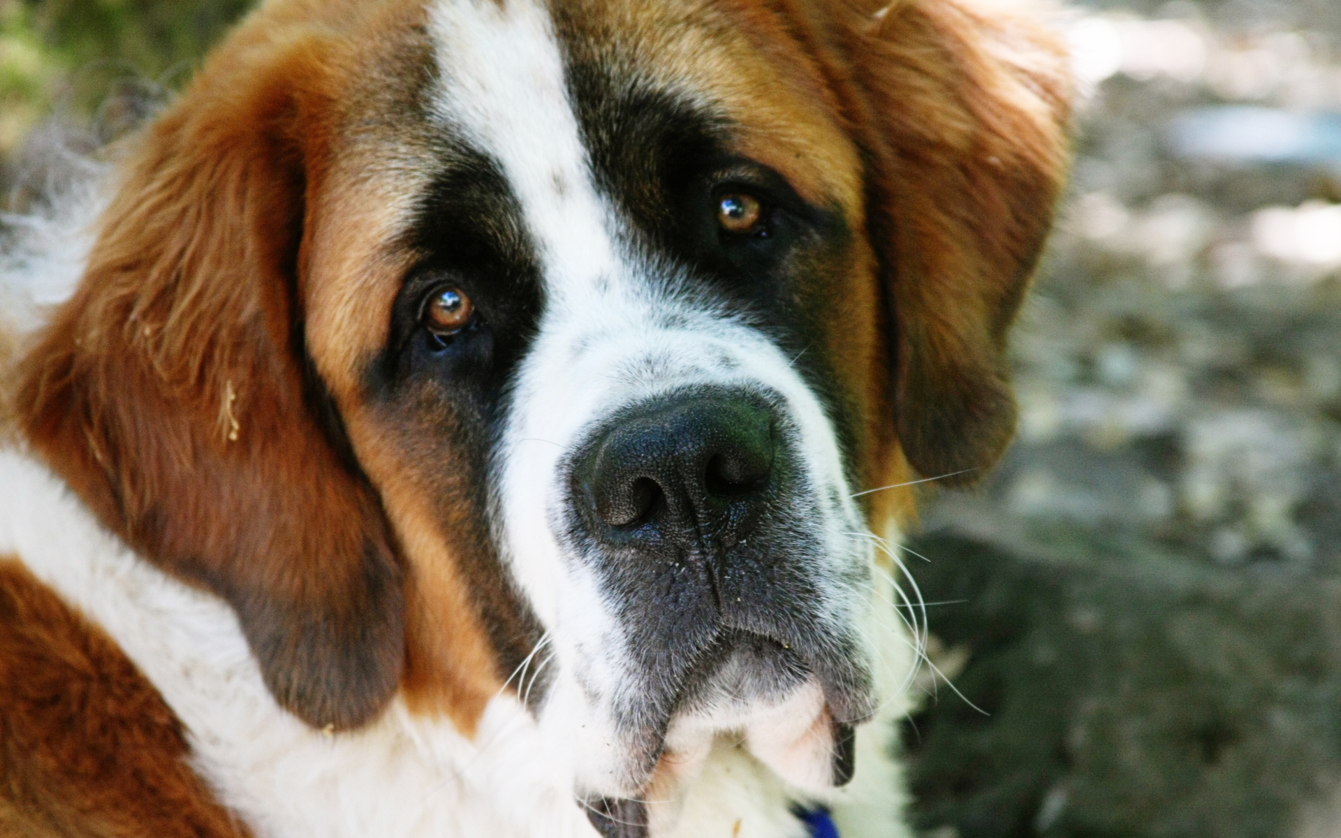 Грустная собака сенбернар