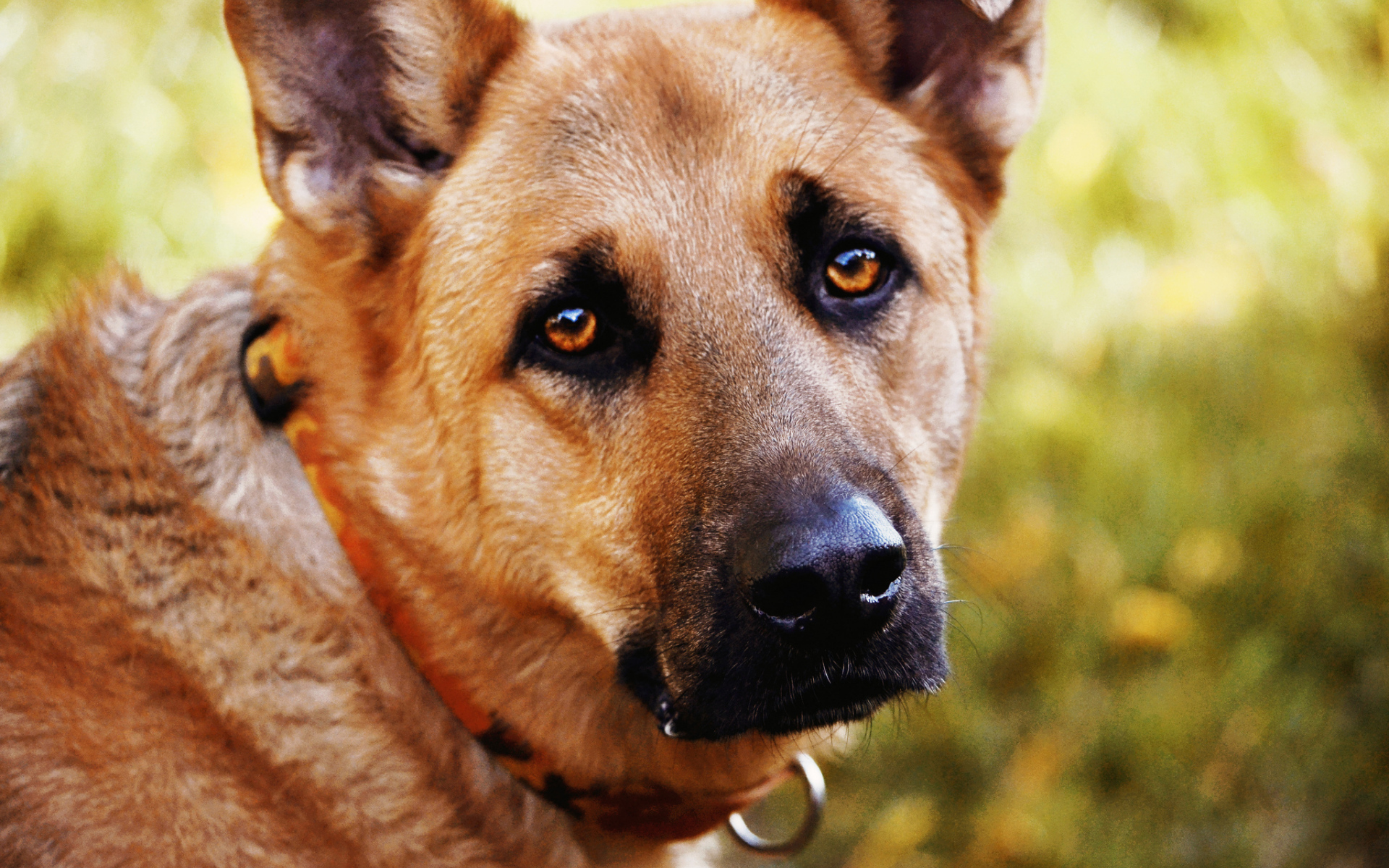 Грустный взгляд собаки