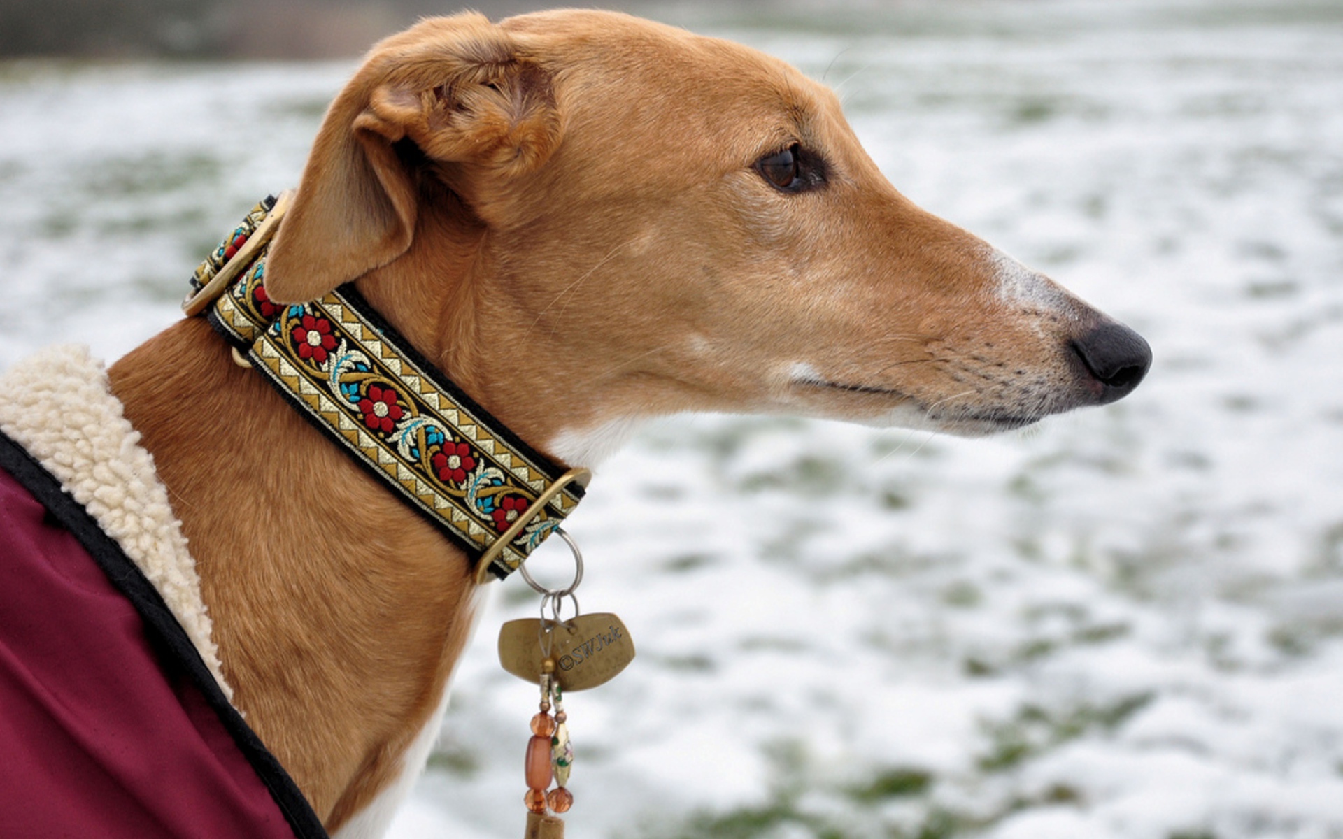 Салюки в красивом ошейнике