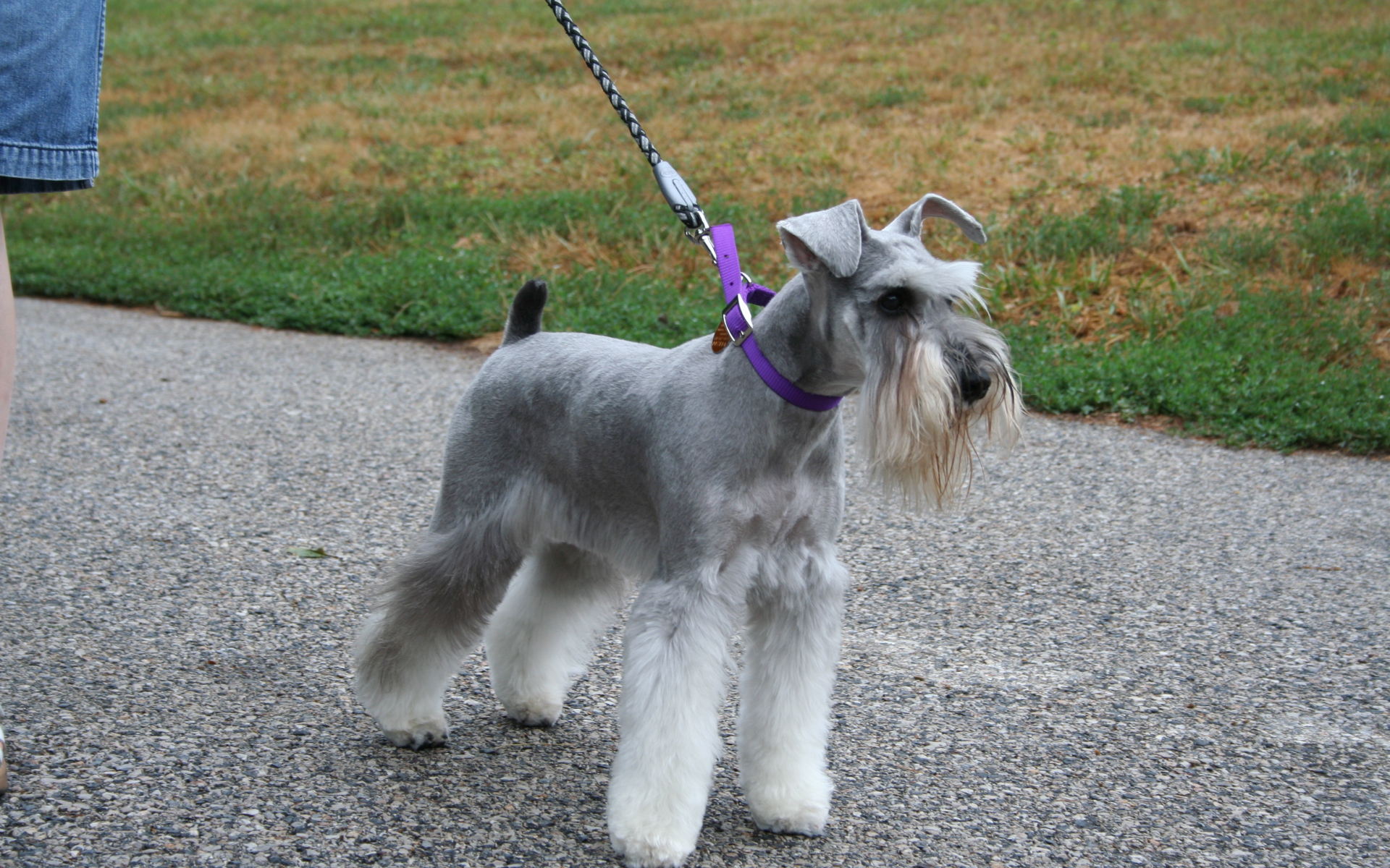 Шнауцер на прогулке