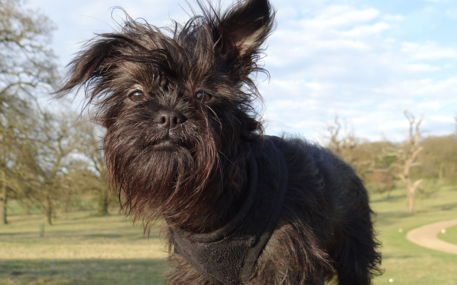 Лохматый пес аффенпинчер