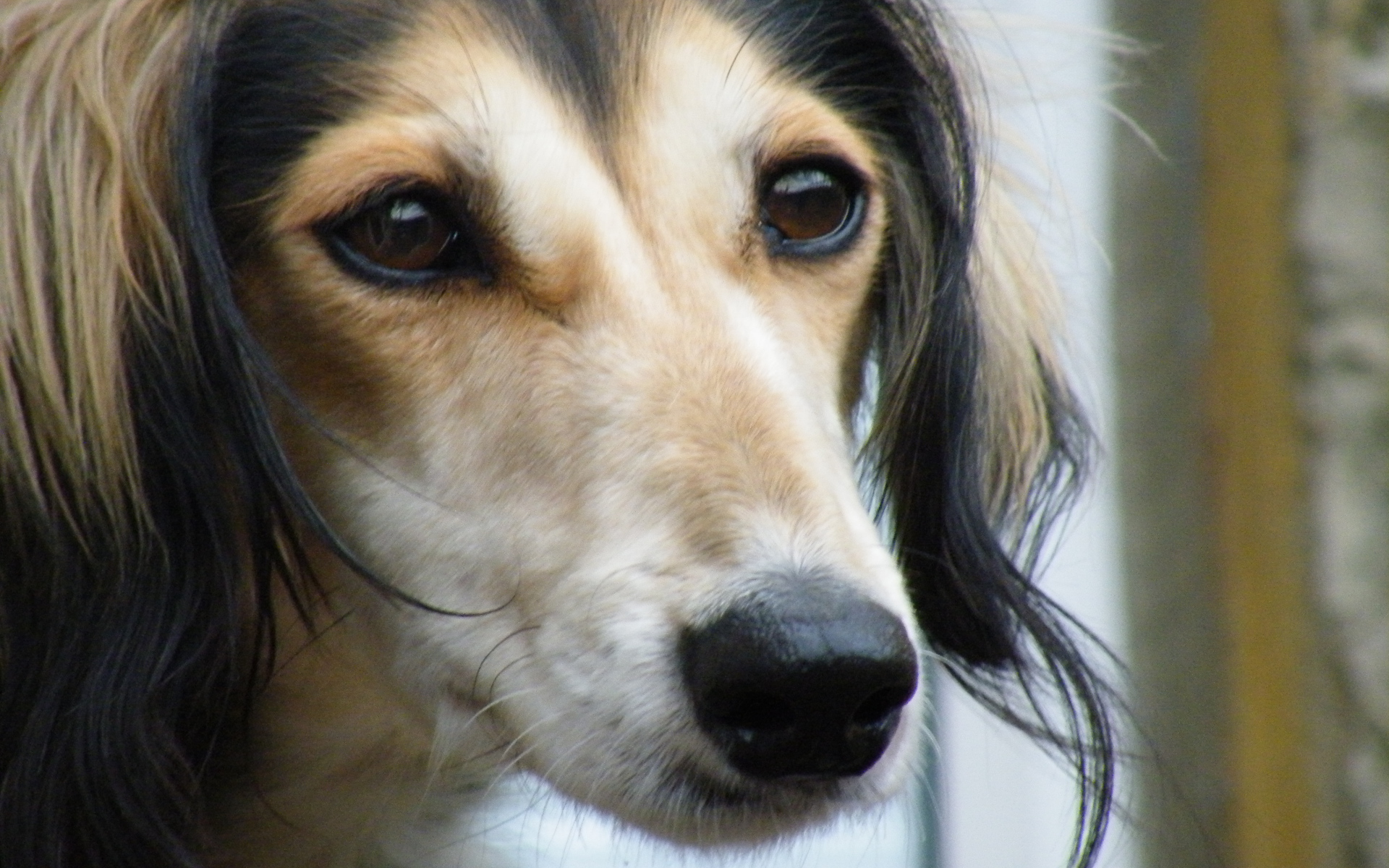 Лохматая собака салюки