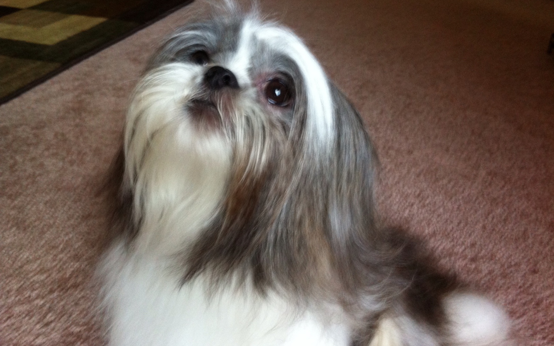 Шитцу смотрит вверх