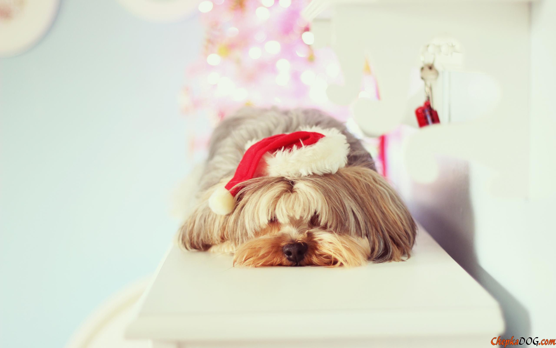 Пес шитцу на новый год