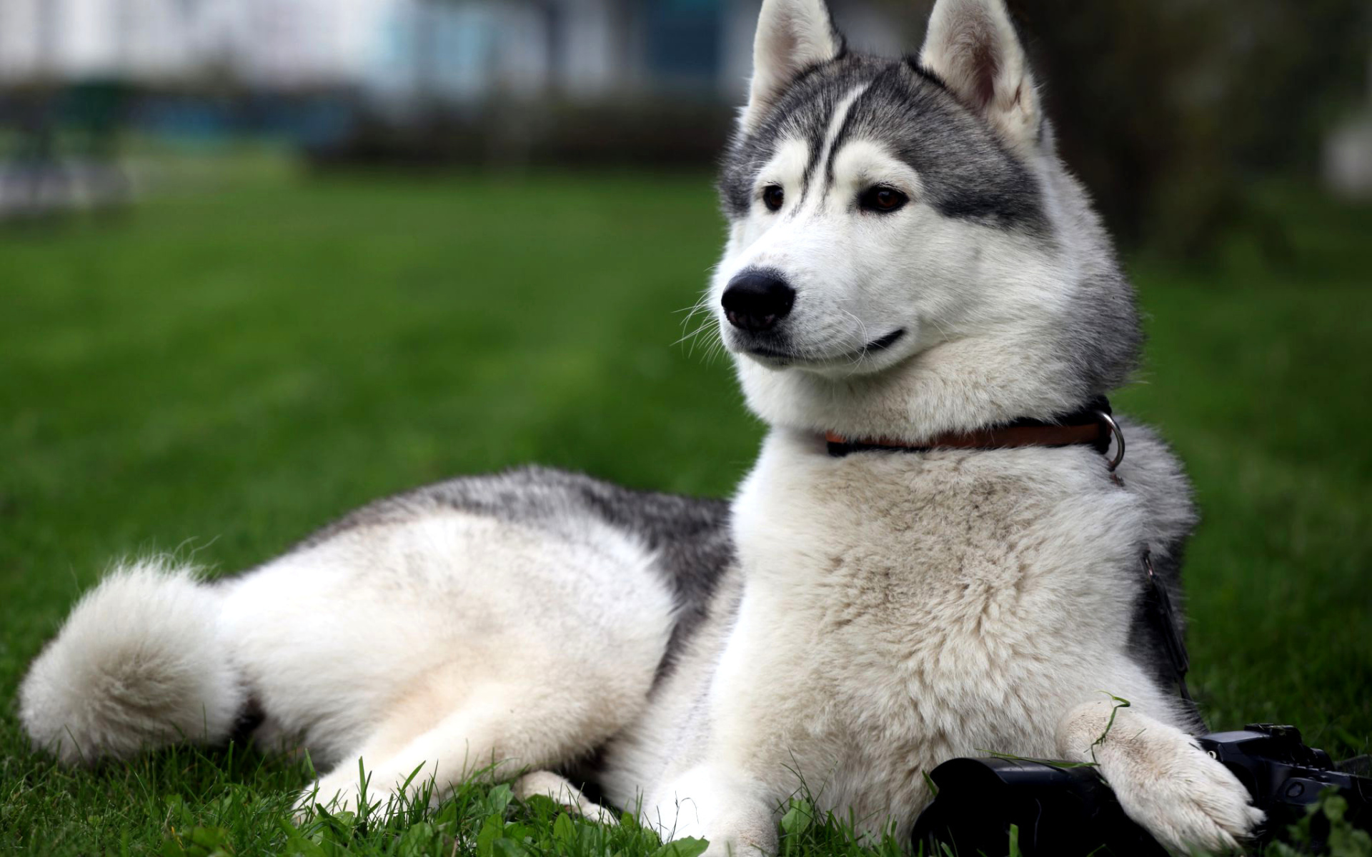 Сибирская лайка позирует