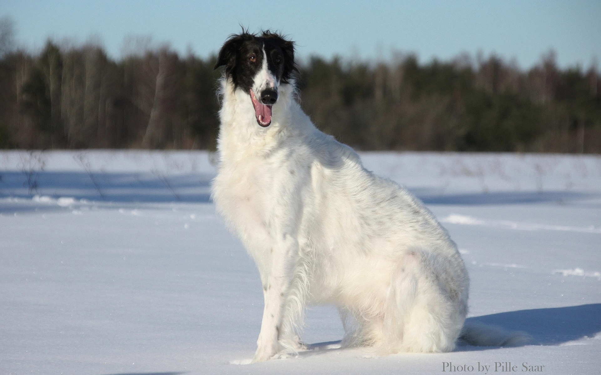 Улыбчивая борзая собака