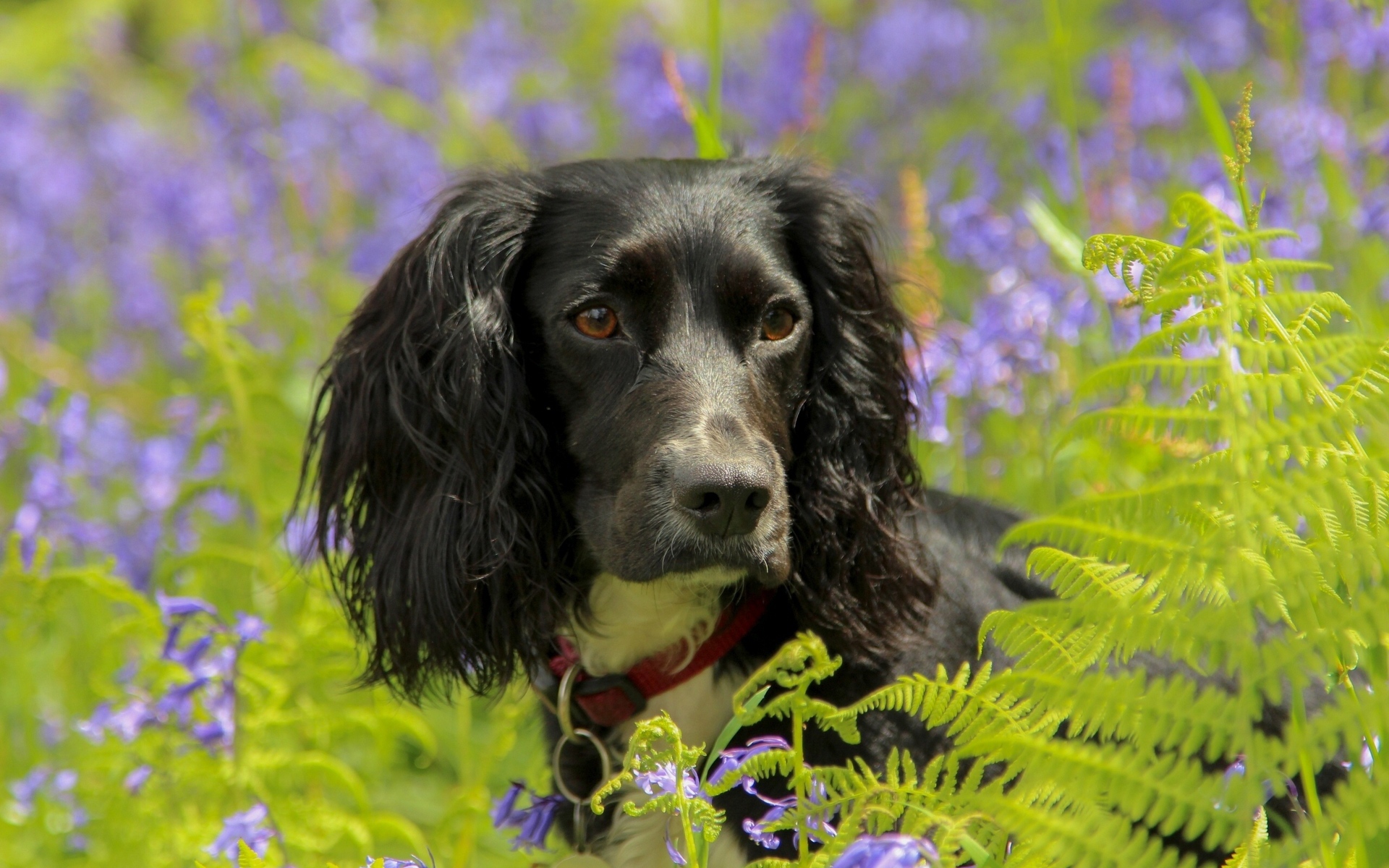Спаниель в весеннем цвету