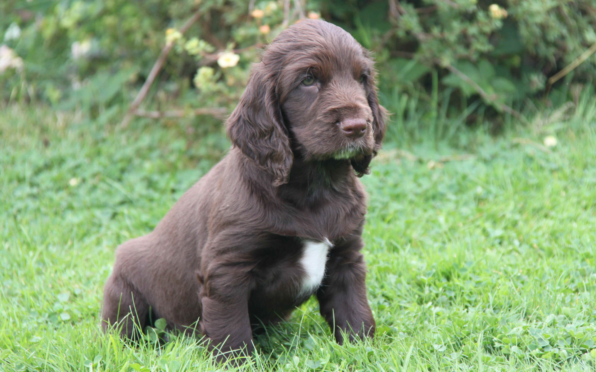Щенок спаниель в поле