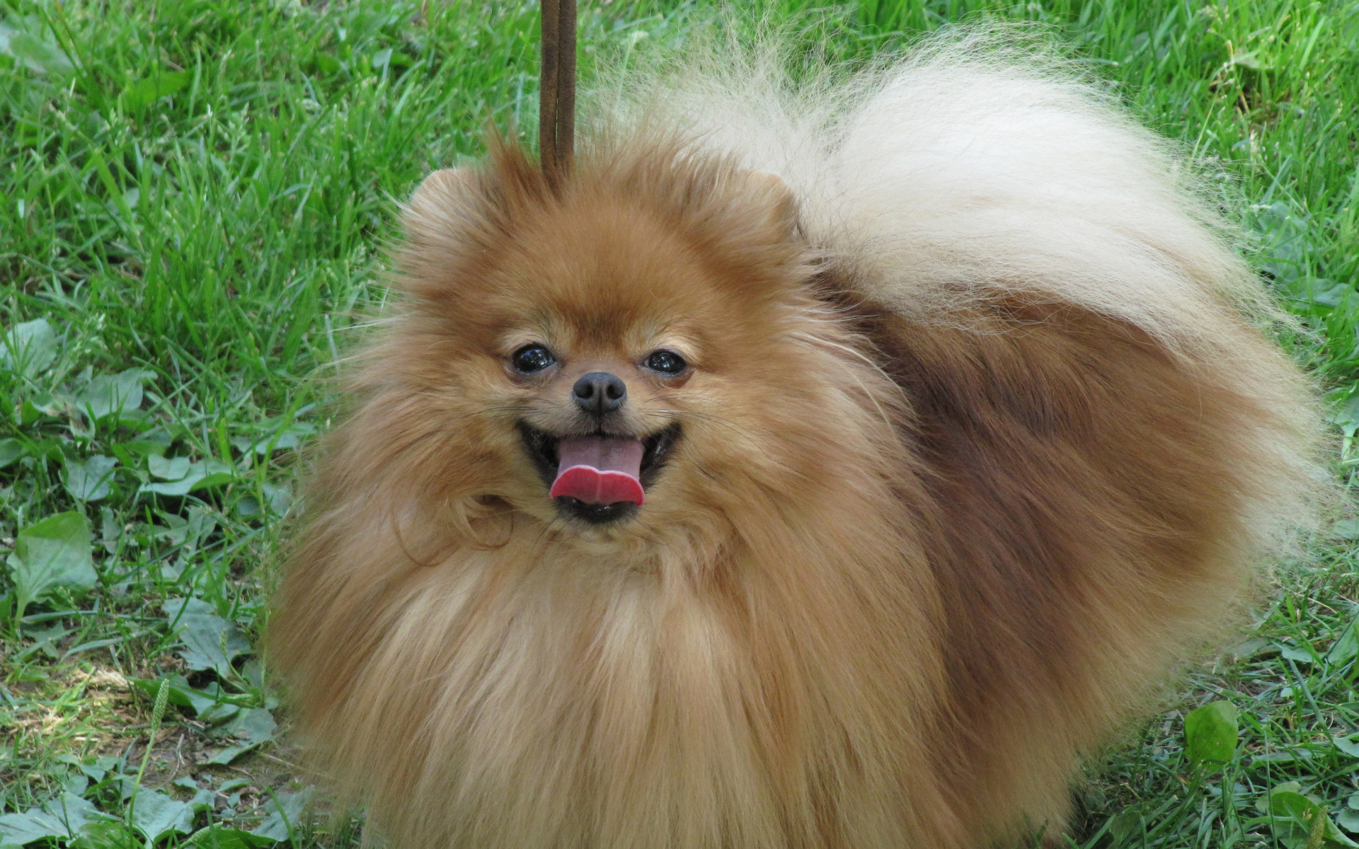 Шпиц на лугу улыбается