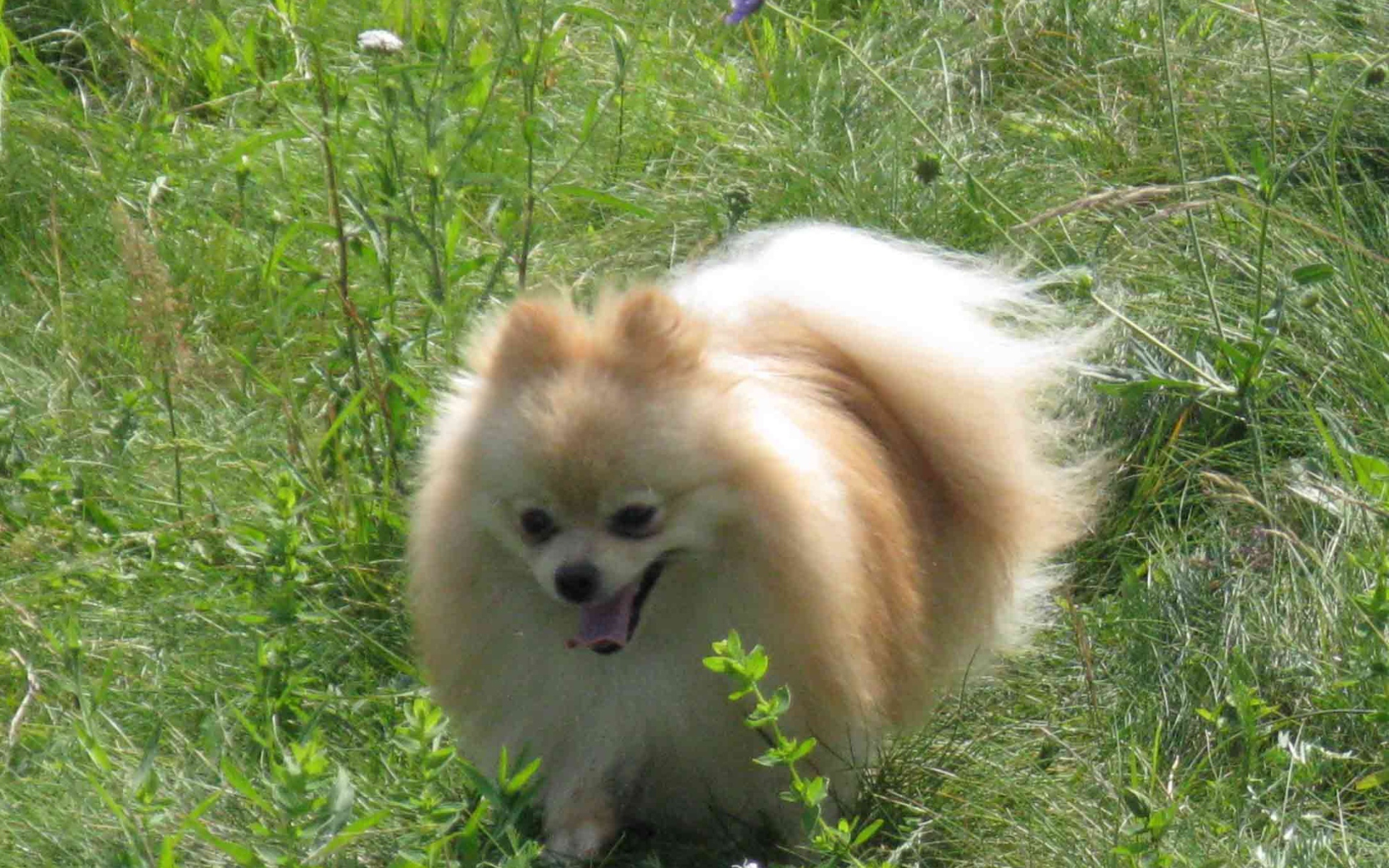 Шпиц бежит по лугу