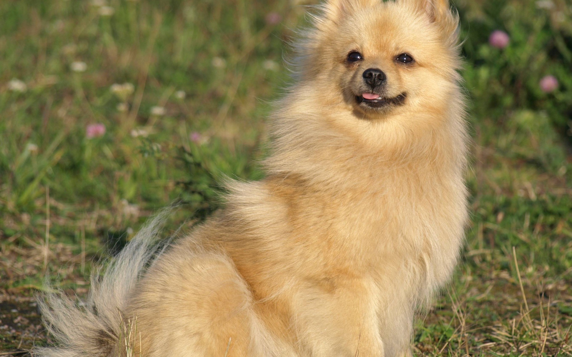 Шпиц на прогулке