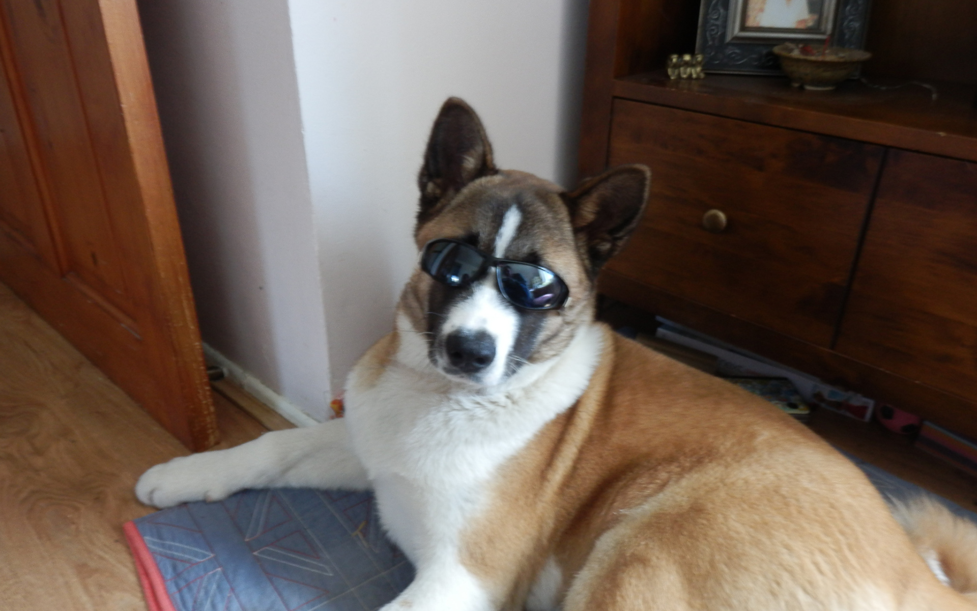 Крутой пес американская акита