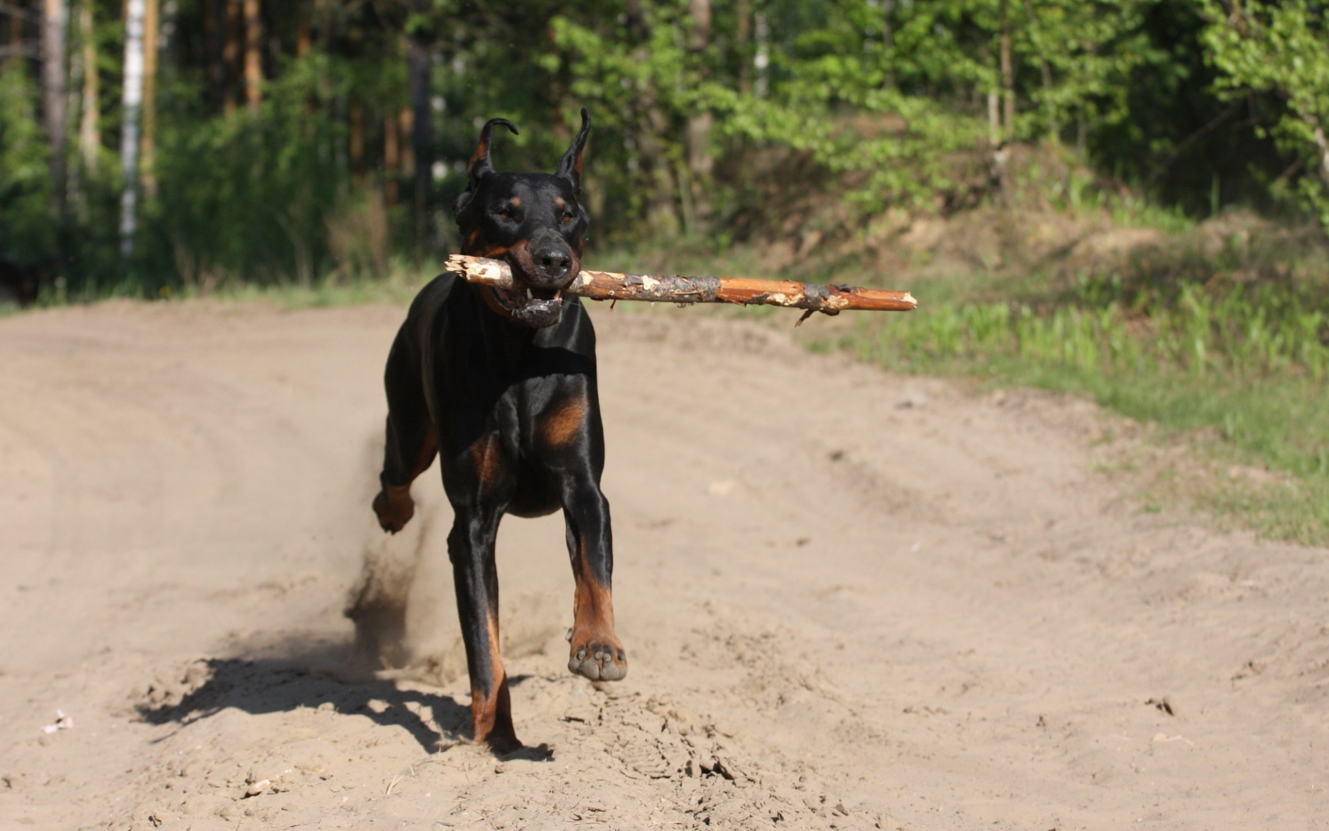 Палка в зубах добермана