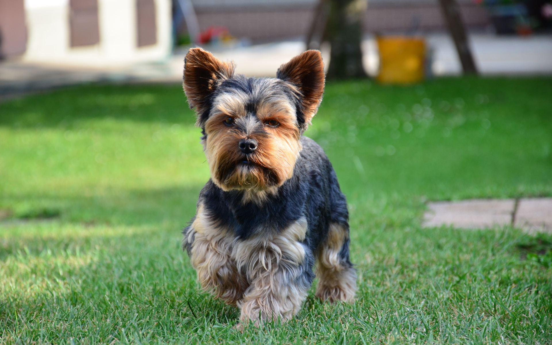 Строгий йоркширский терьер