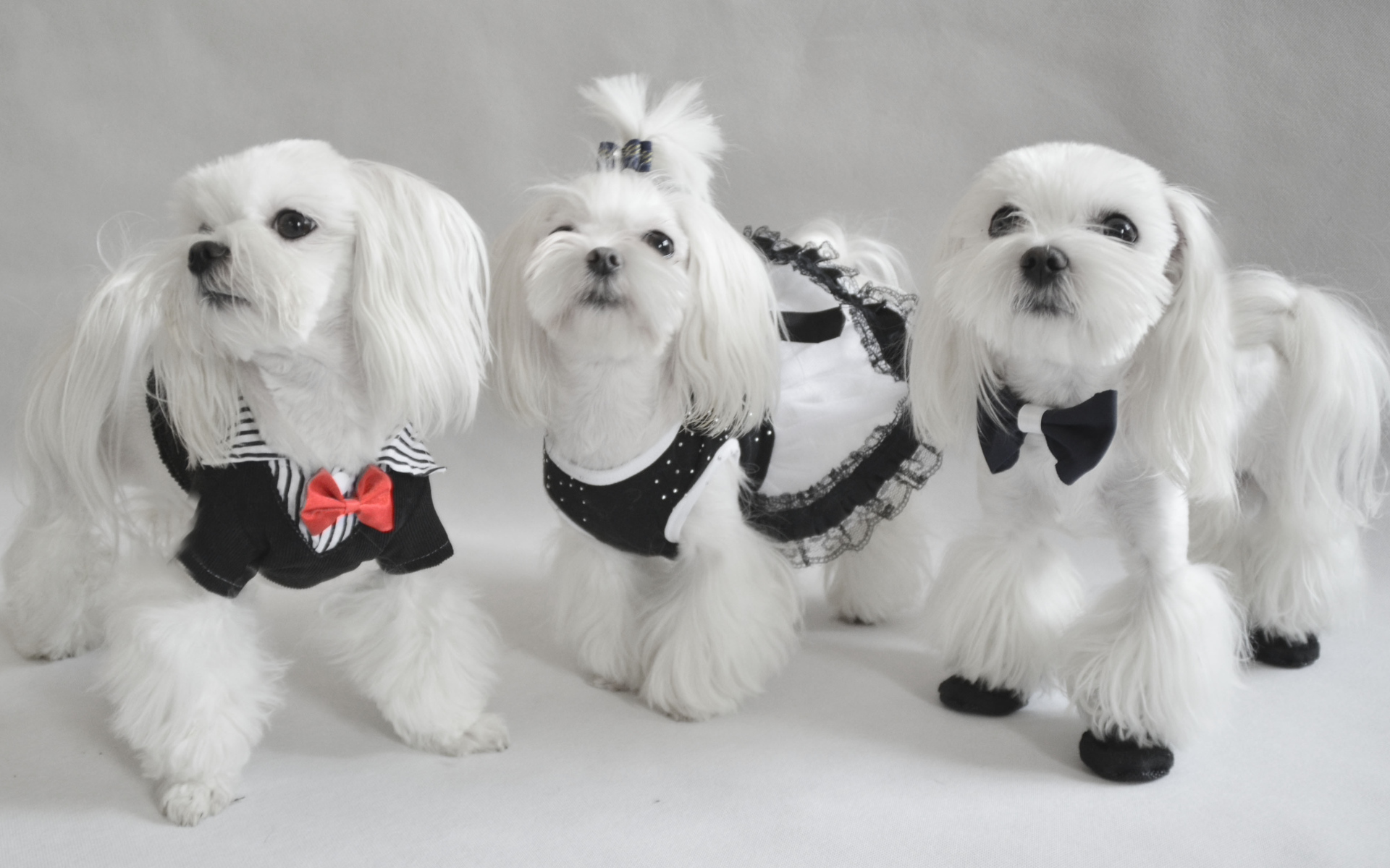 Три мушкетера болонки