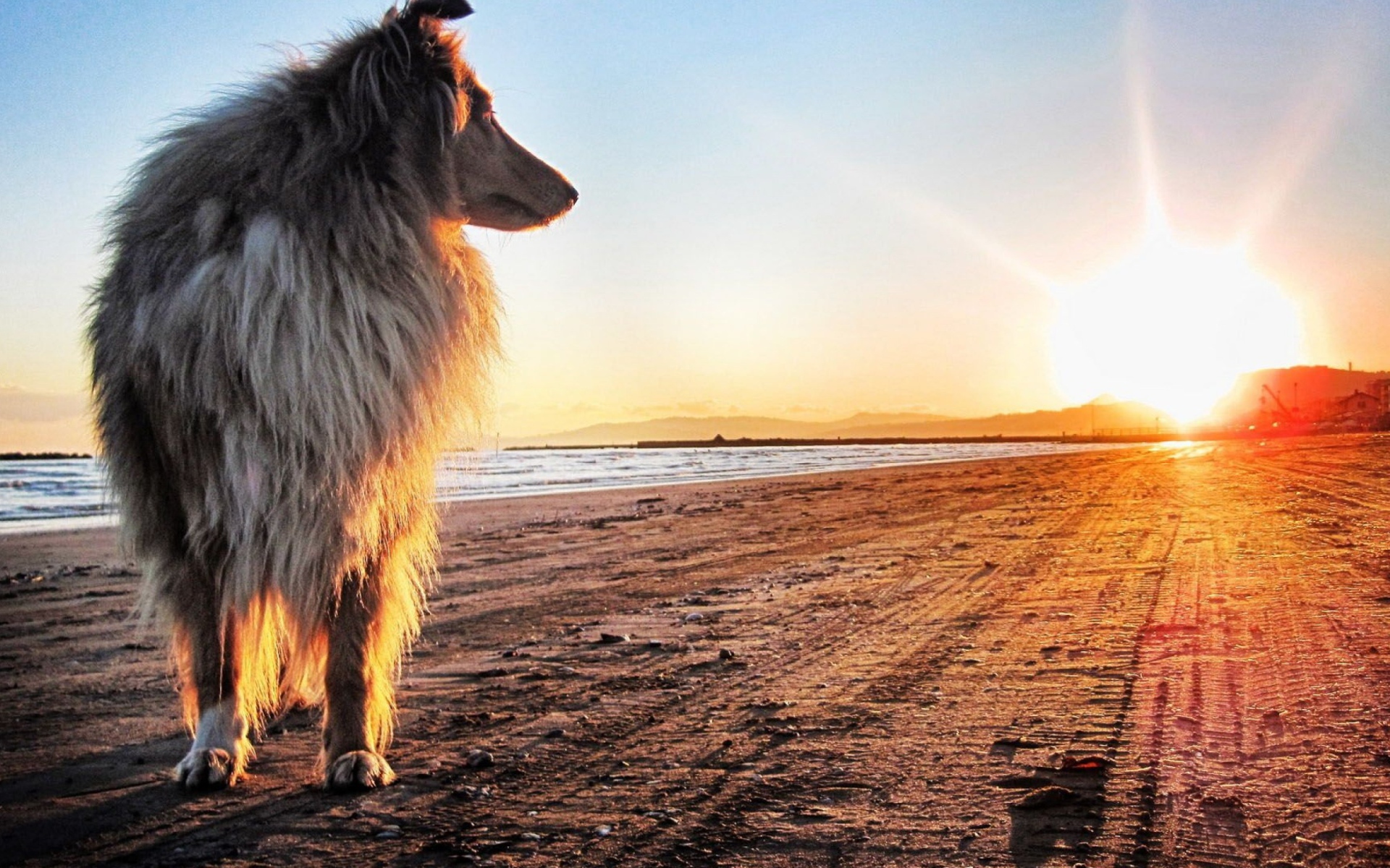 Собака смотрит на закат