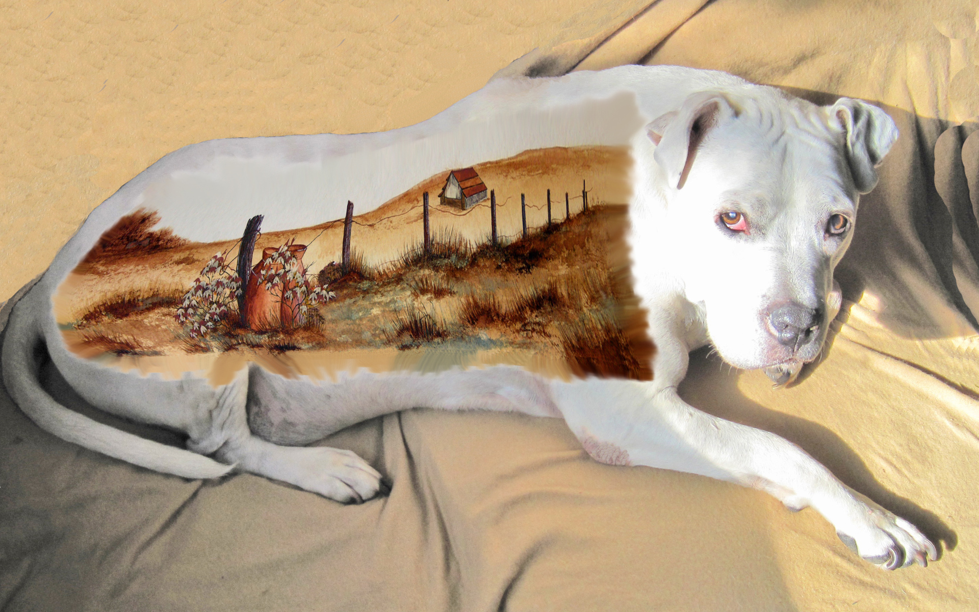 Картина на спине американского стаффордширского терьера