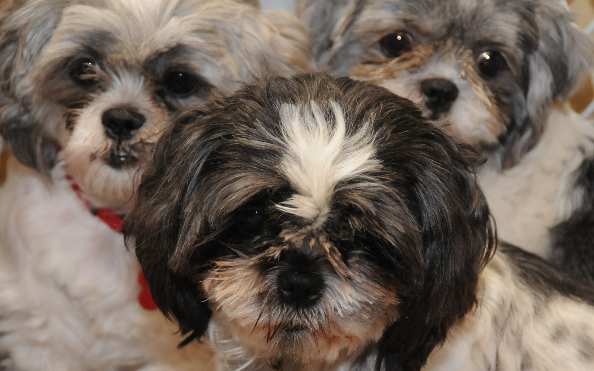 Три друга шитцу