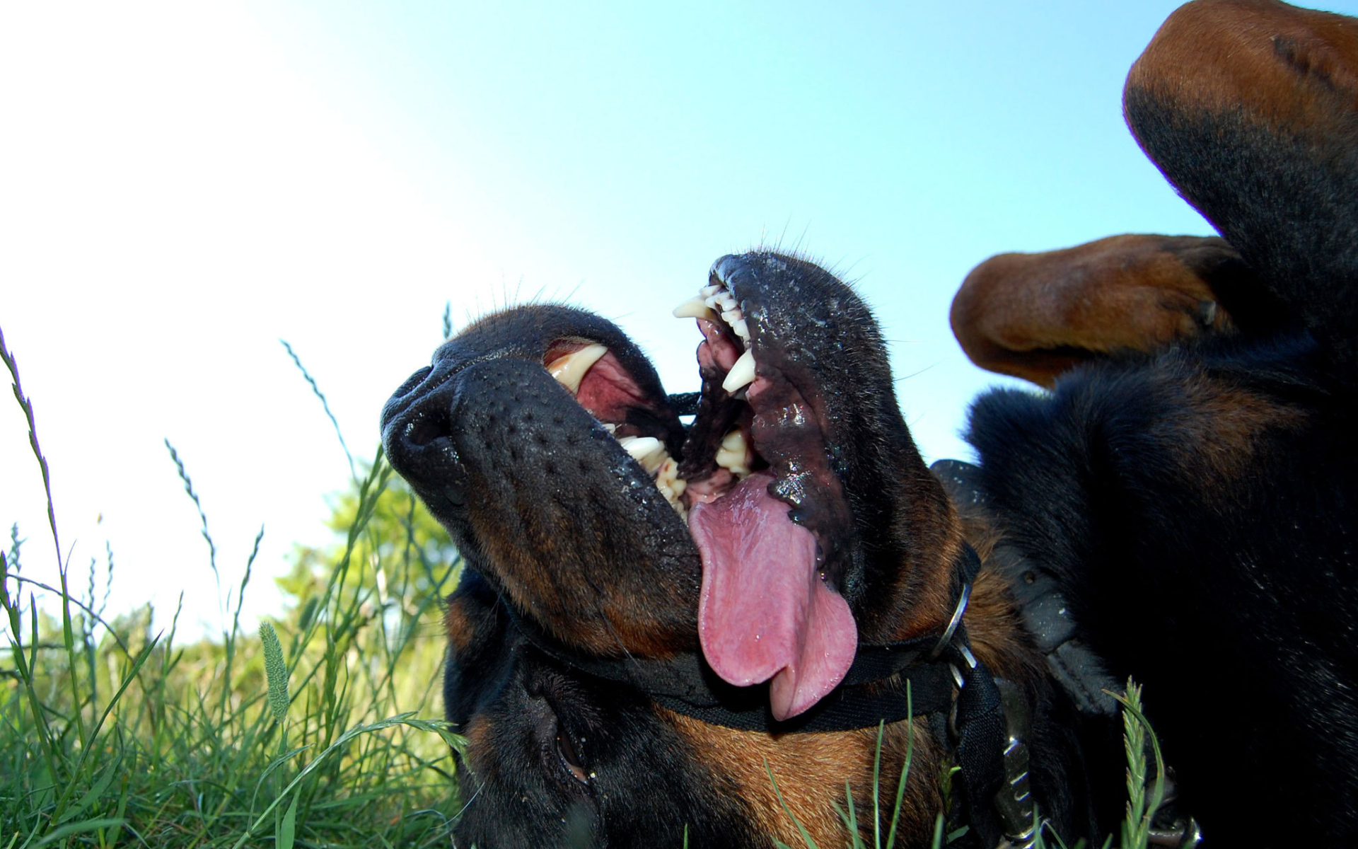 Уставший ротвейлер лежит на траве