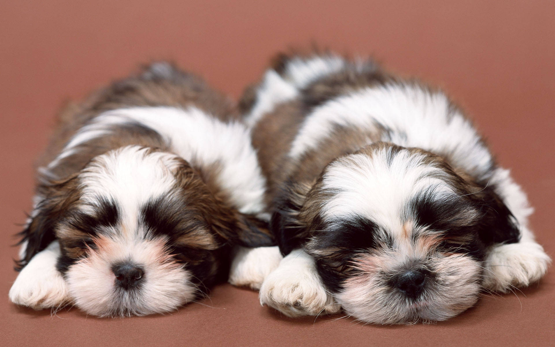 Два щенка шитцу спят