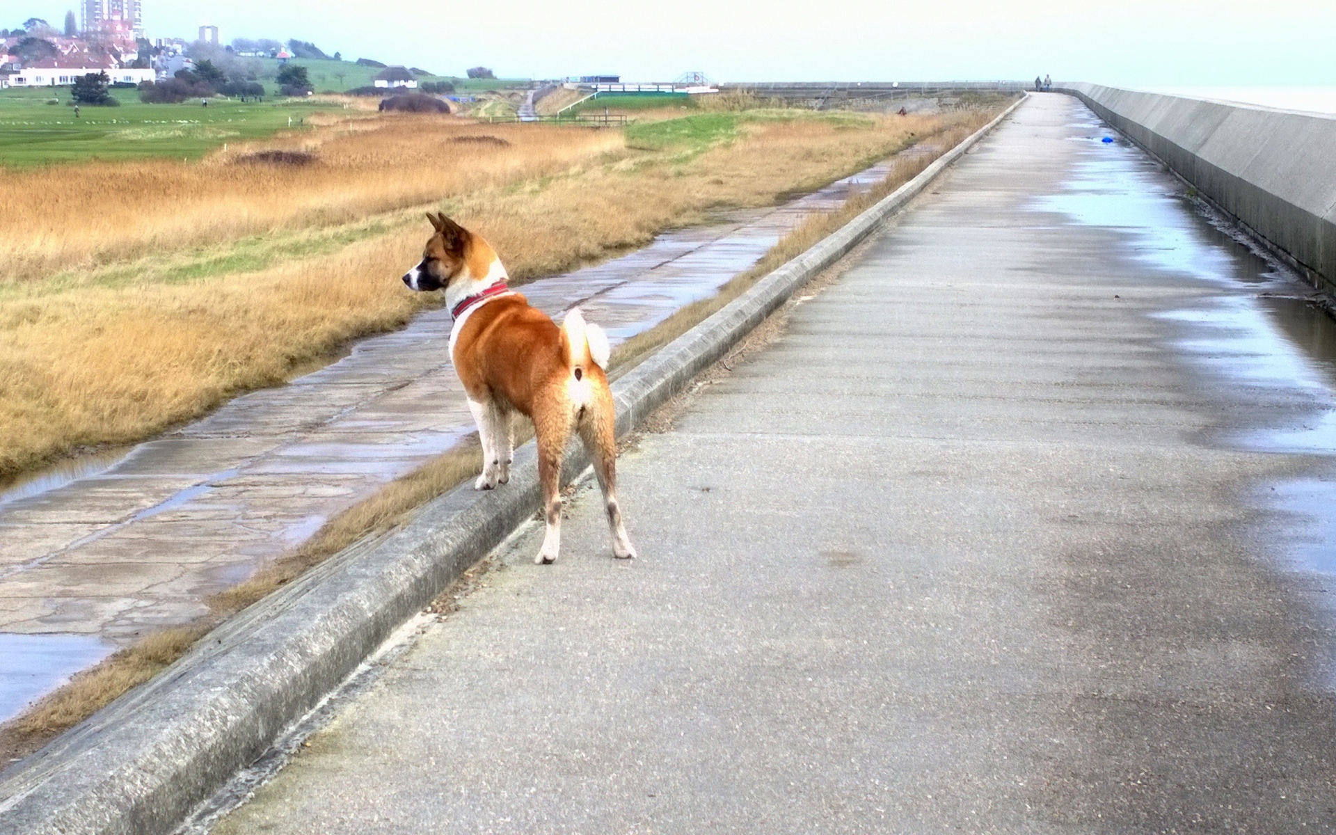 Прогулка американской акиты у моря