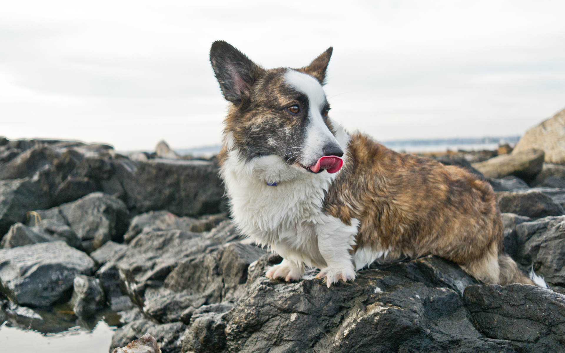 Вельш-корги на скалах