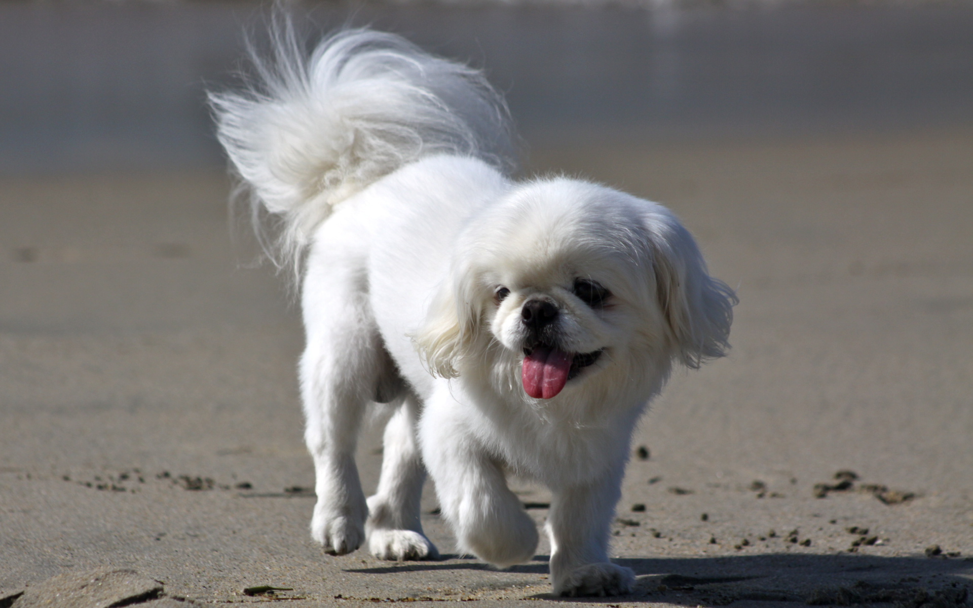 Белый пекинес на пляже