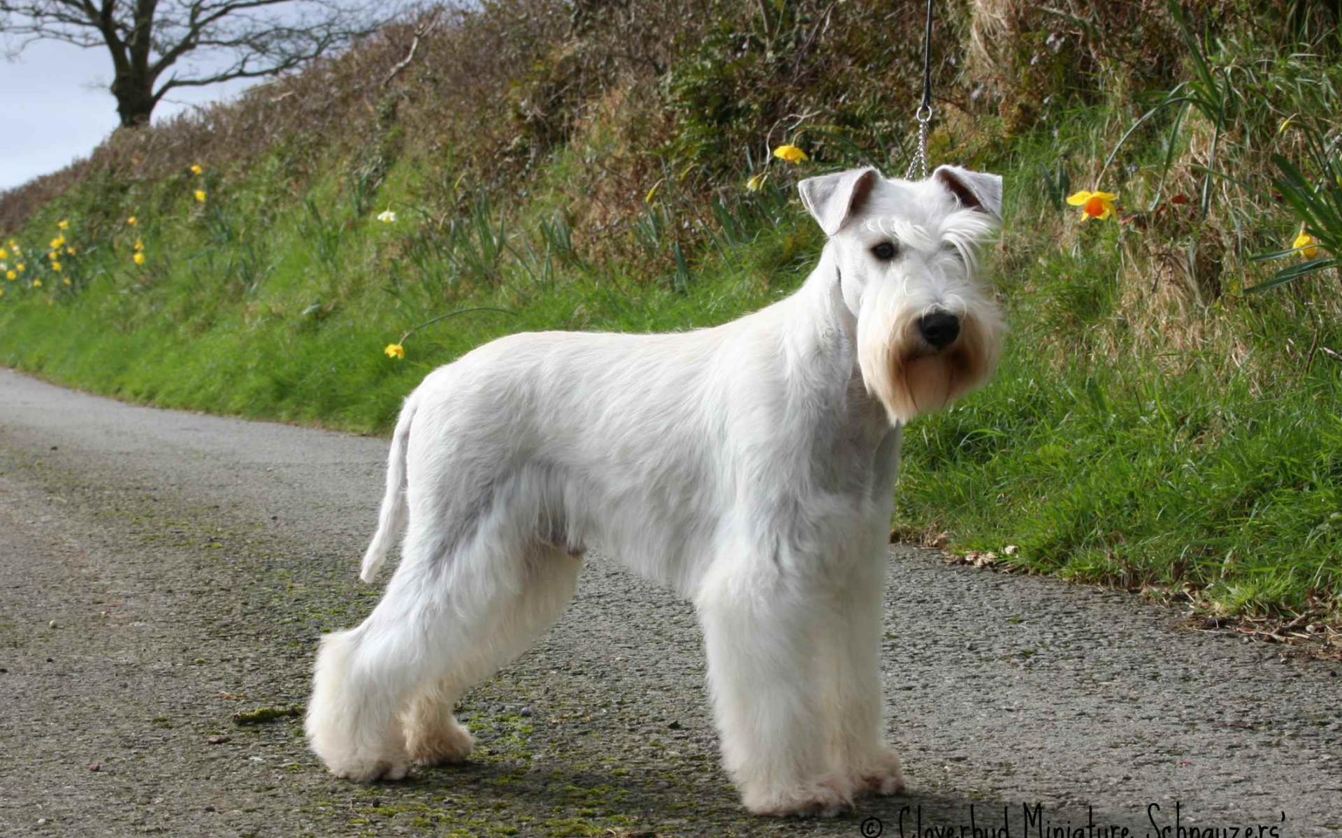 Белый шнауцер на тропе