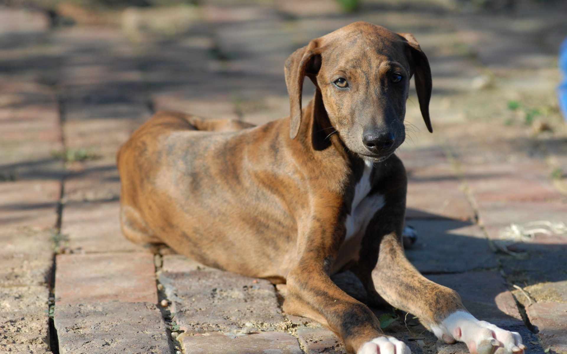 Молодой пес азавак