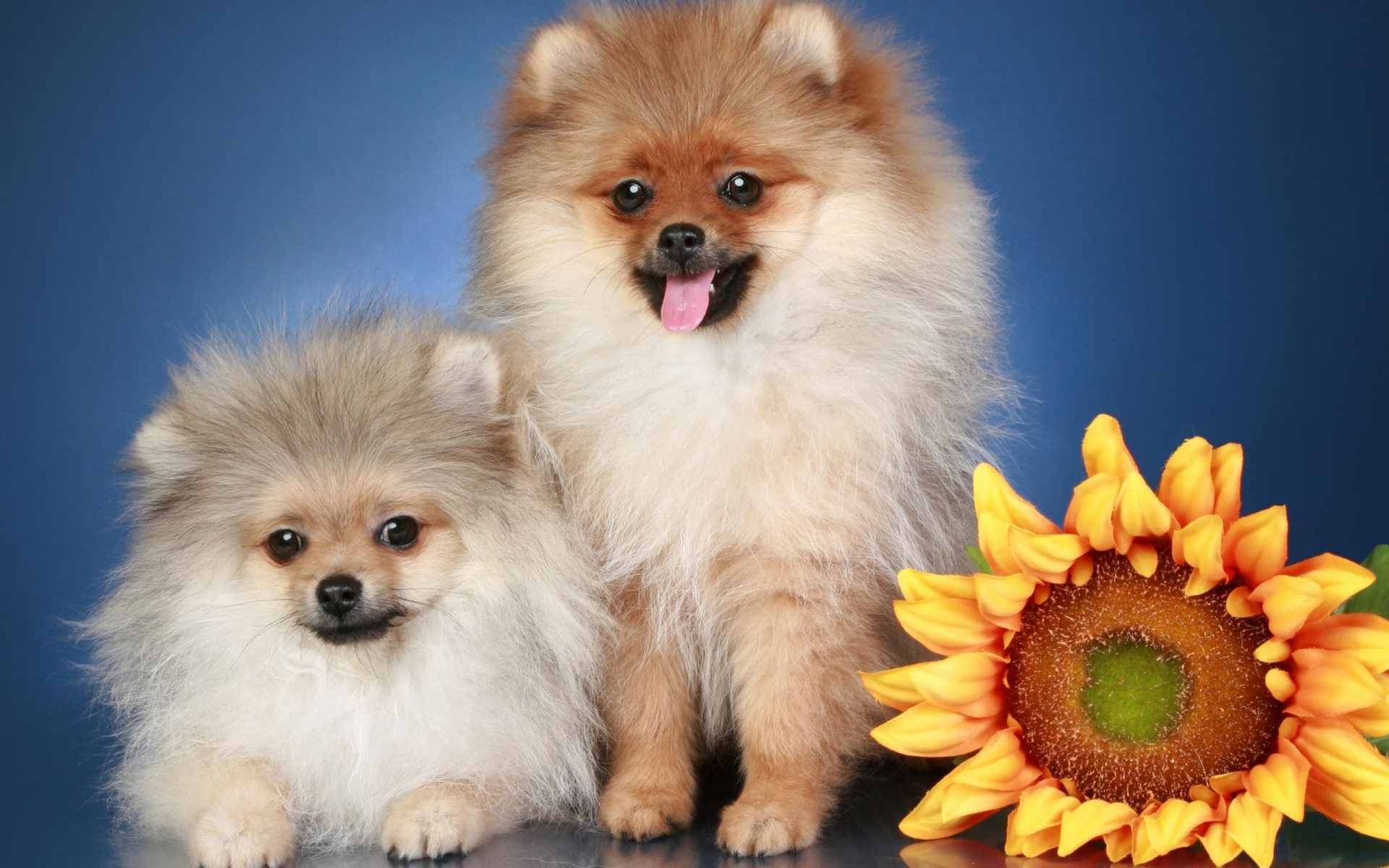 Две пушистые собаки