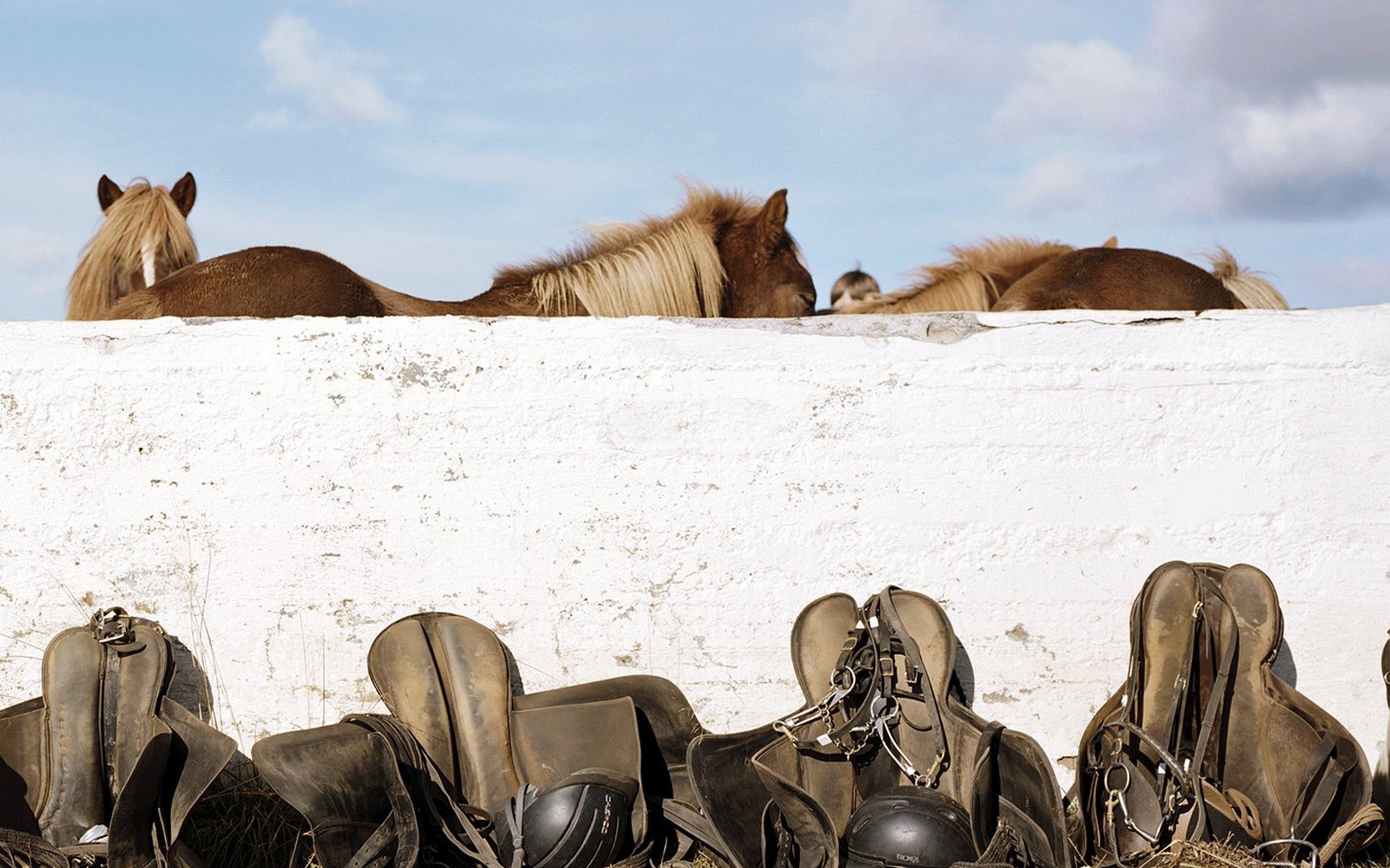Лошади и седла