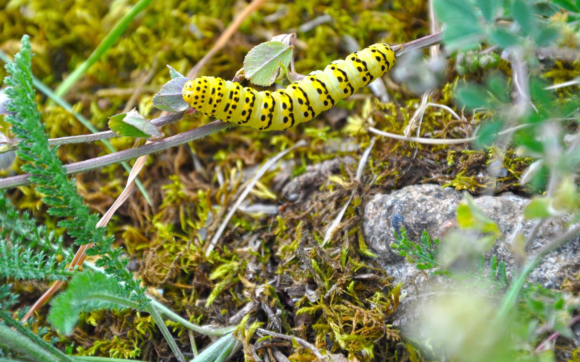 Желтая гусеница