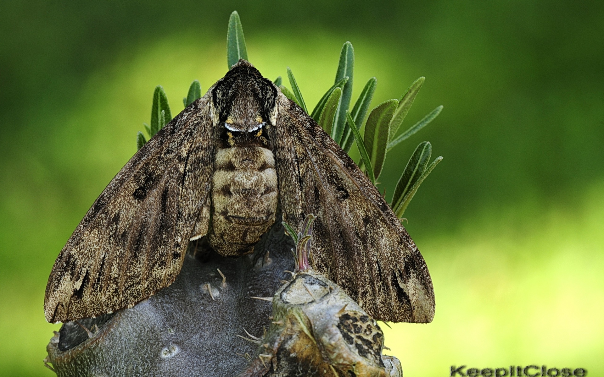 Большая серая моль