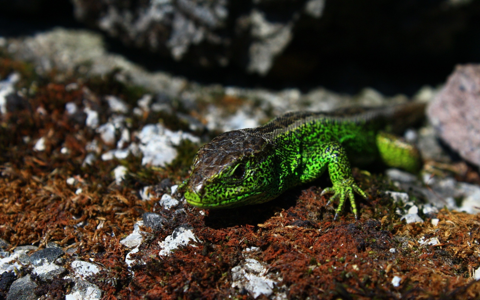 Зеленая ящерица