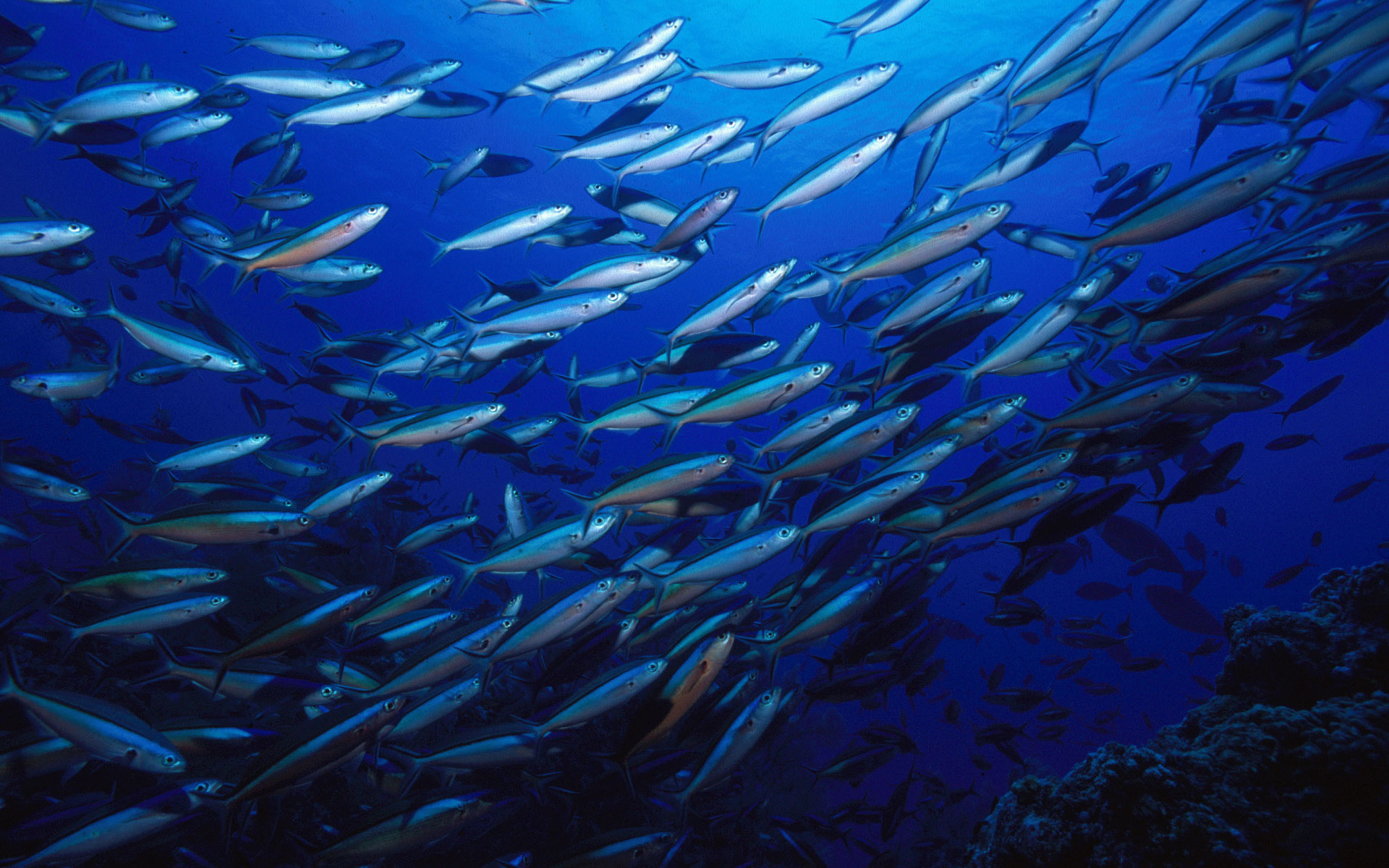 Стая серебристых рыб