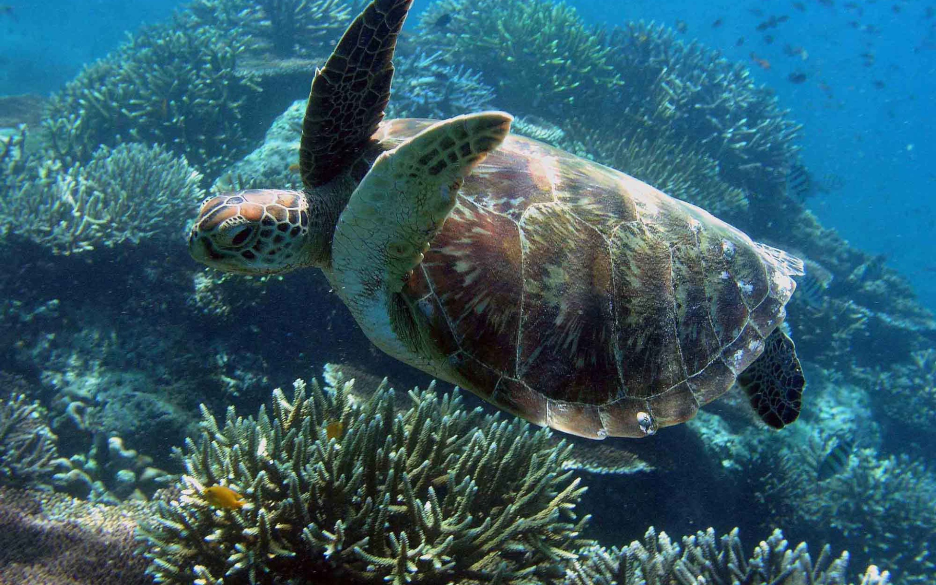 Морская черепаха под водой