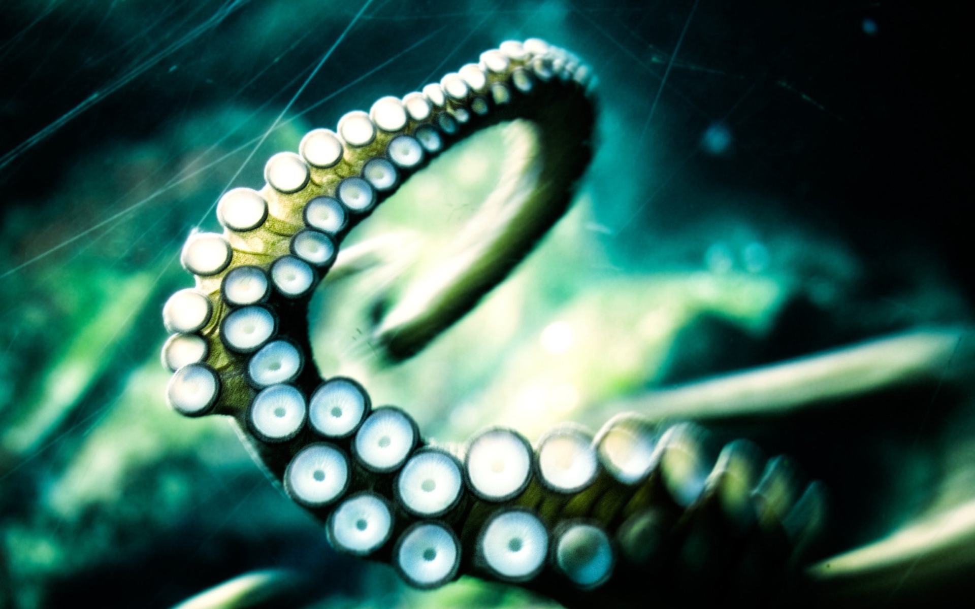 Щупальце осьминога